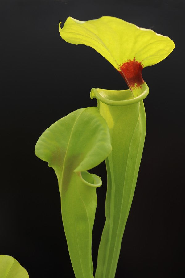 Sarracenia flava var. rugelii  F100 MK  Very tall form, Apalachicola National Park, FL.