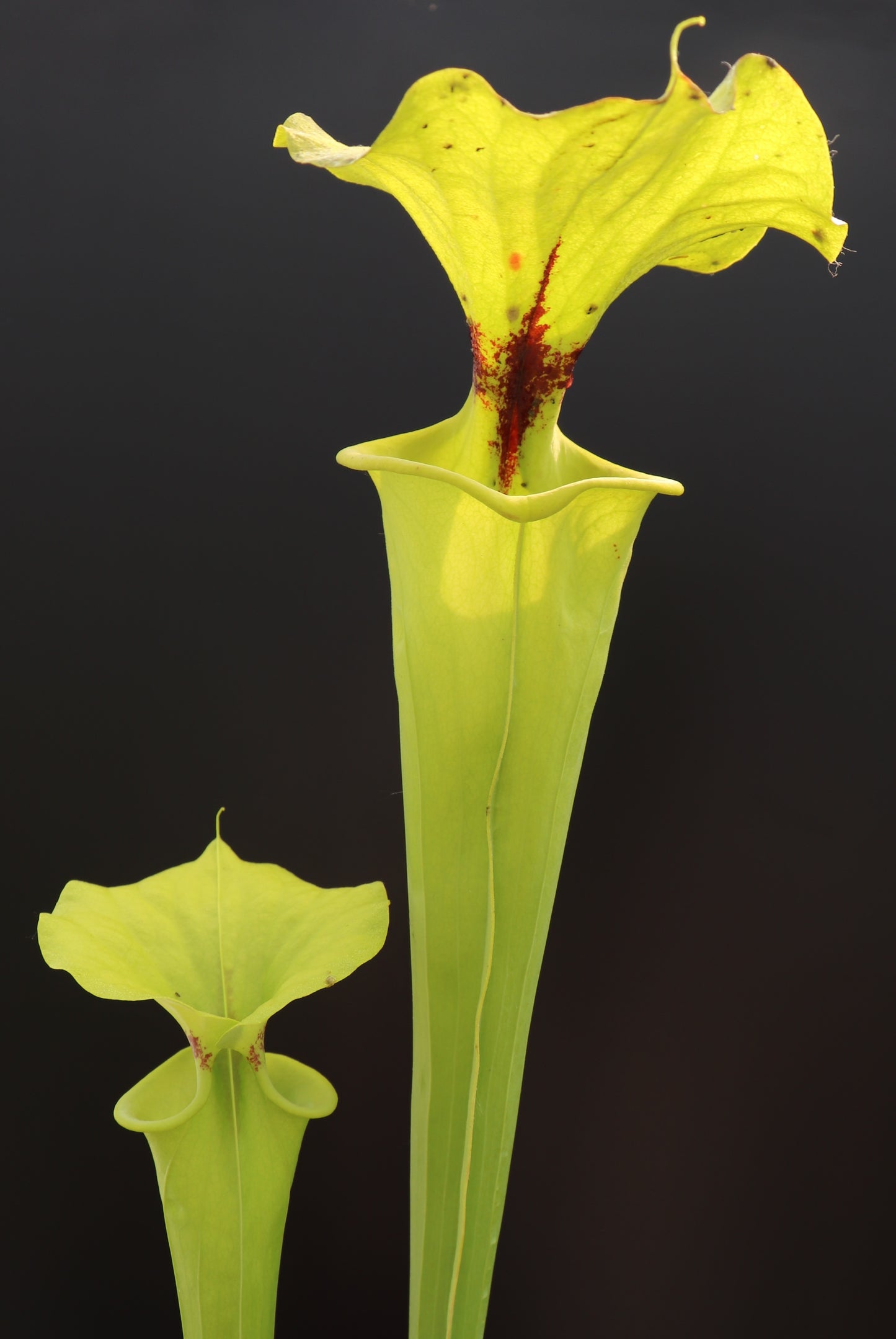 Sarracenia flava var. rugelii "Giant form" Apalachicola National Forest,W F14B MK