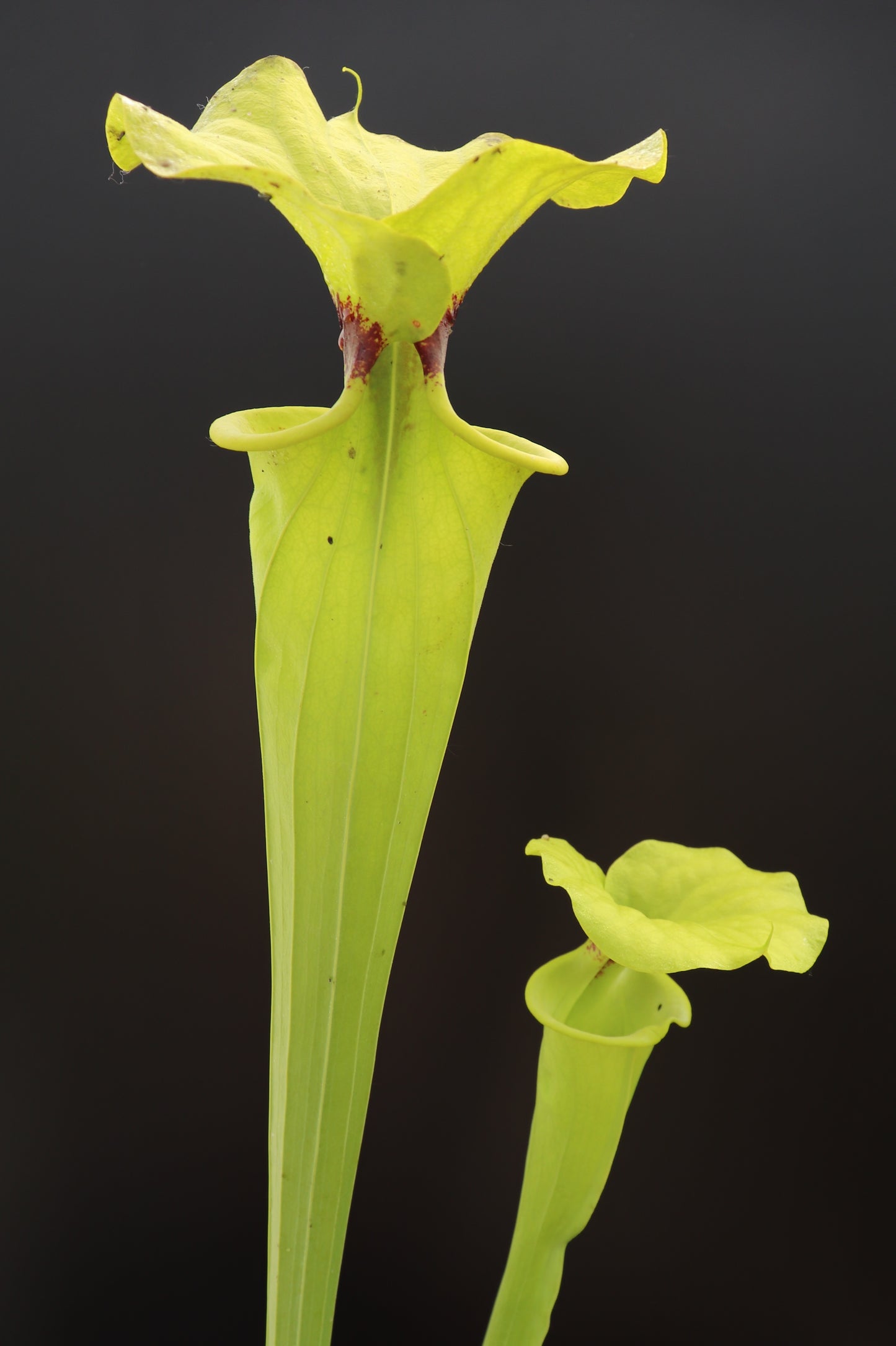 Sarracenia flava var. rugelii "Giant form" Apalachicola National Forest,W F14B MK