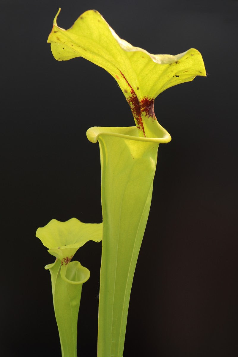 Sarracenia flava var. rugelii "Giant form" Apalachicola National Forest,W F14B MK