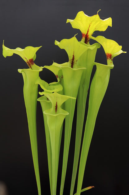 Sarracenia flava var. rugelii "Giant form" Sumatra, Apalachicola National Forest,W  F14A MK