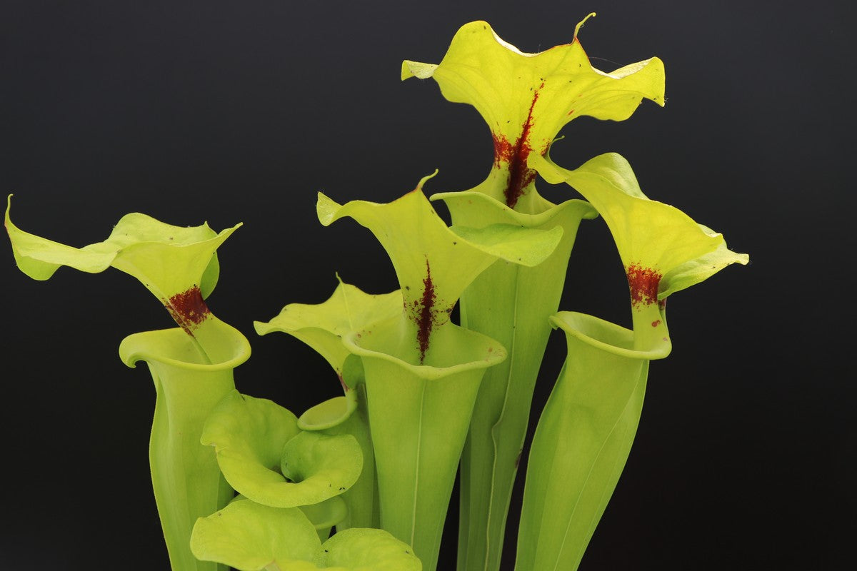 Sarracenia flava var. rugelii "Giant form" Sumatra, Apalachicola National Forest,W  F14A MK