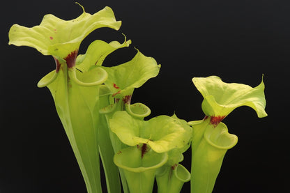 Sarracenia flava var. rugelii "Giant form" Sumatra, Apalachicola National Forest,W  F14A MK