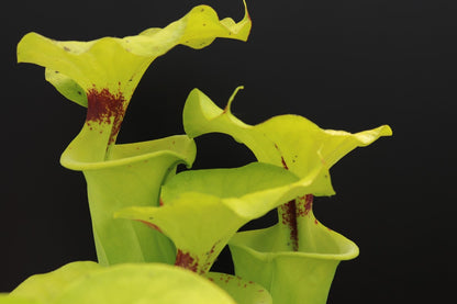 Sarracenia flava var. rugelii "Giant form" Sumatra, Apalachicola National Forest,W  F14A MK