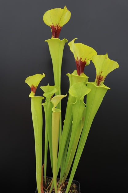 Sarracenia flava var. rugelii F17 MK "Copper tinged in early growth"