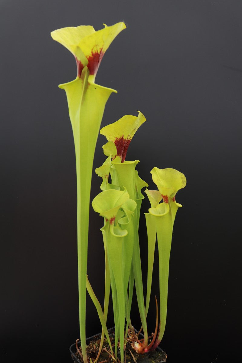 Sarracenia flava var. rugelii F17 MK "Copper tinged in early growth"