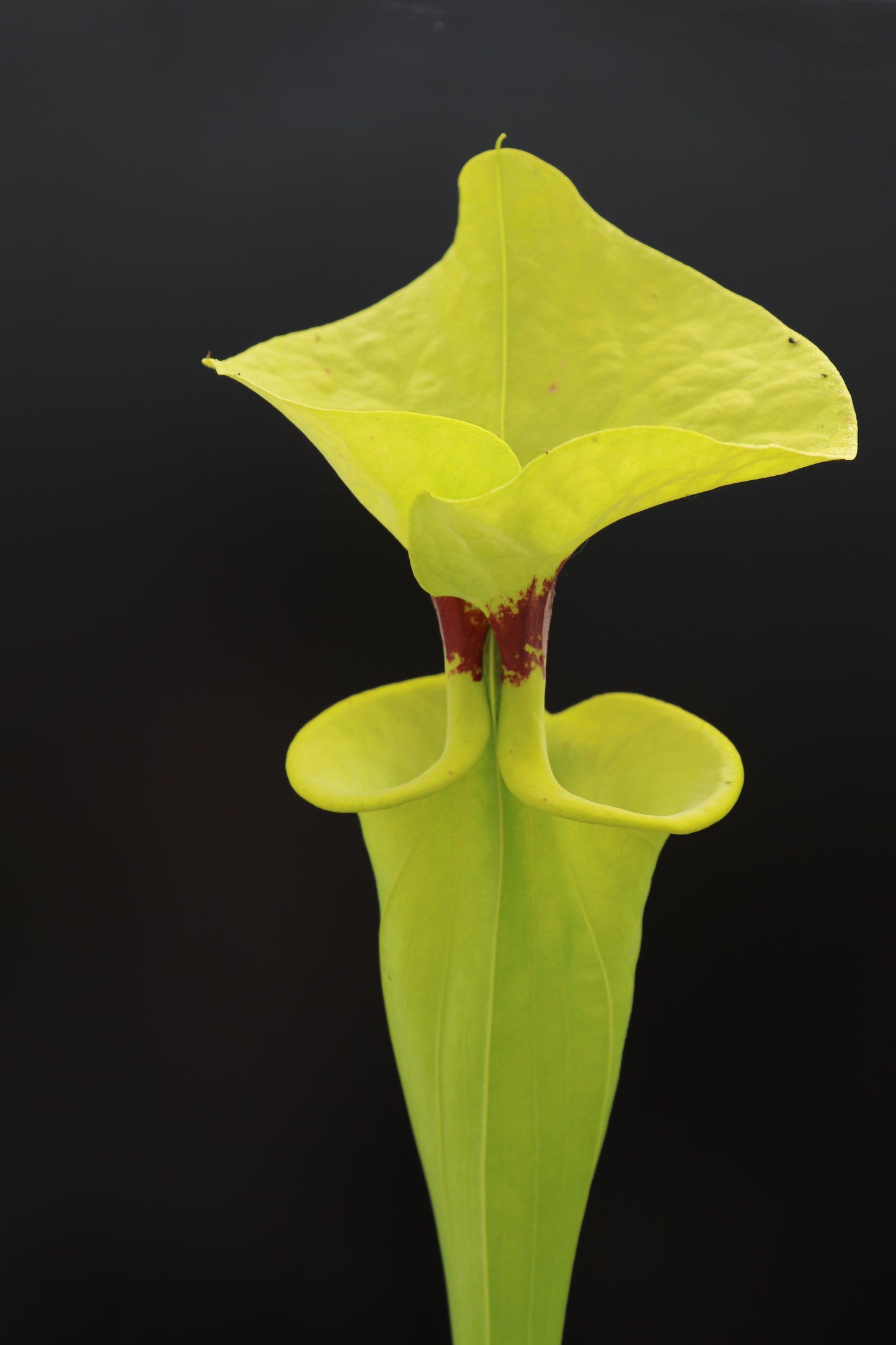 Sarracenia flava var. rugelii  Benhill County, GA  F7 MK