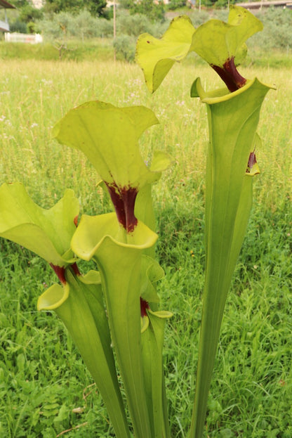 Sarracenia flava var. rugelii  " Very giant form "  FL77 RVO