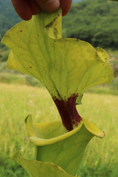 Sarracenia flava var. rugelii  " Very giant form "  FL77 RVO