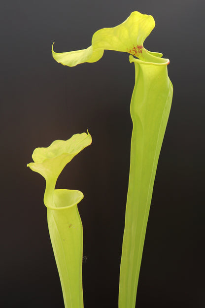 Sarracenia flava var. rugelii "Giant hood"