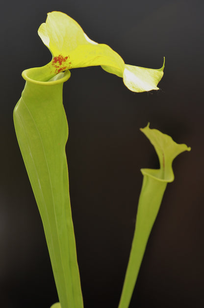 Sarracenia flava var. rugelii "Giant hood"