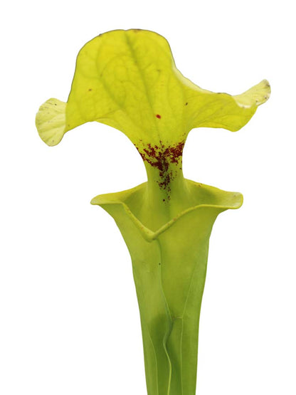 Sarracenia flava var. rugelii "Giant lid" AA