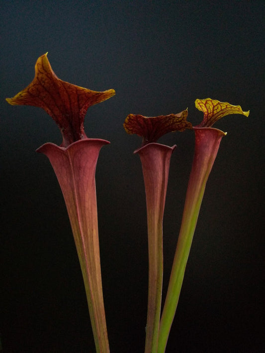 Sarracenia flava var. atropurpurea F27A MK x F195 MK Kimber Rer gerüscht