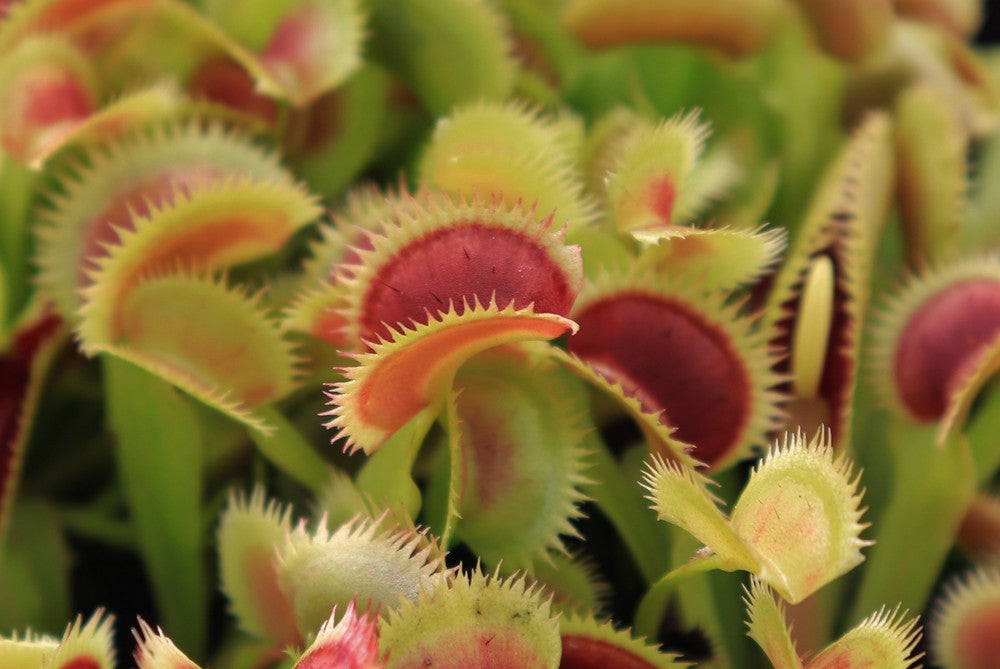 Dionaea muscipula "Samling"