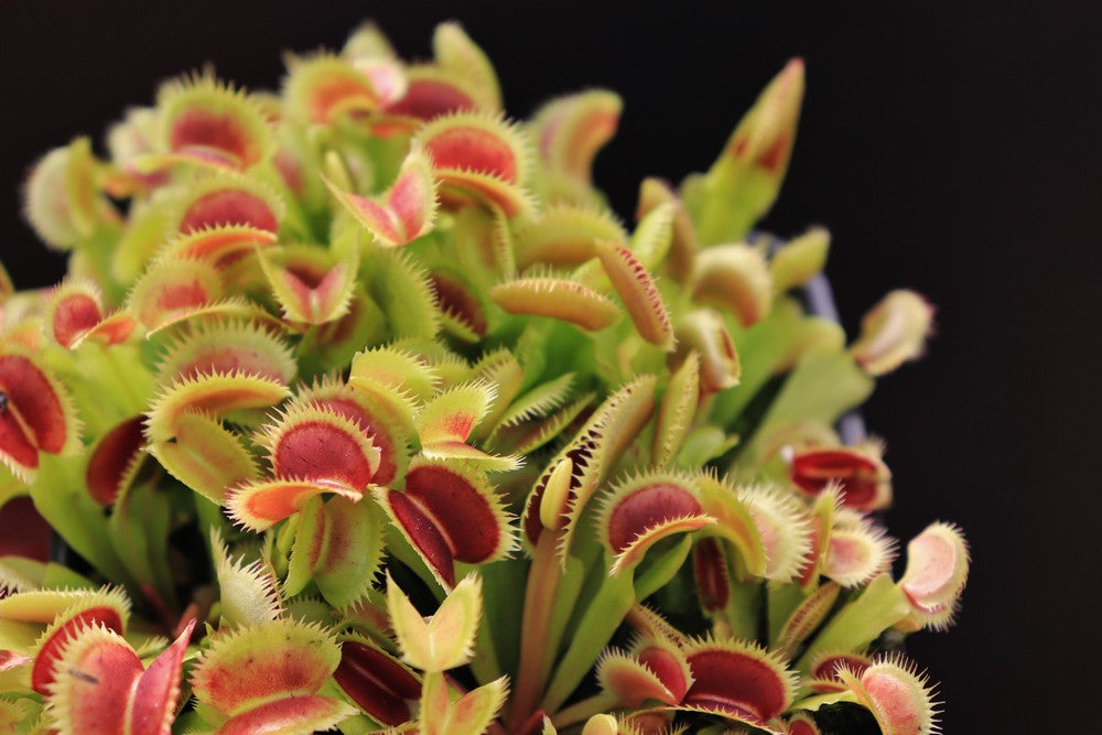 Dionaea muscipula "Samling"