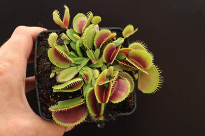 Dionaea muscipula "Sandokan"