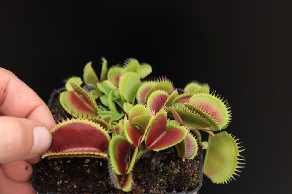 Dionaea muscipula "Sandokan"