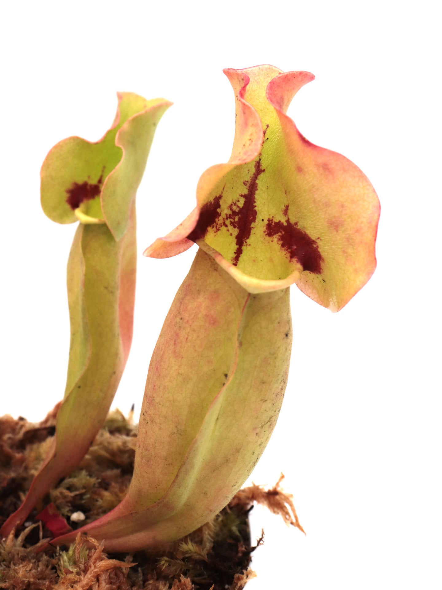 Sarracenia 'Tina'