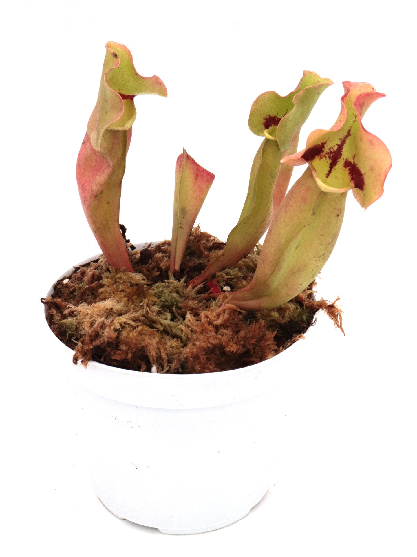 Sarracenia 'Tina'