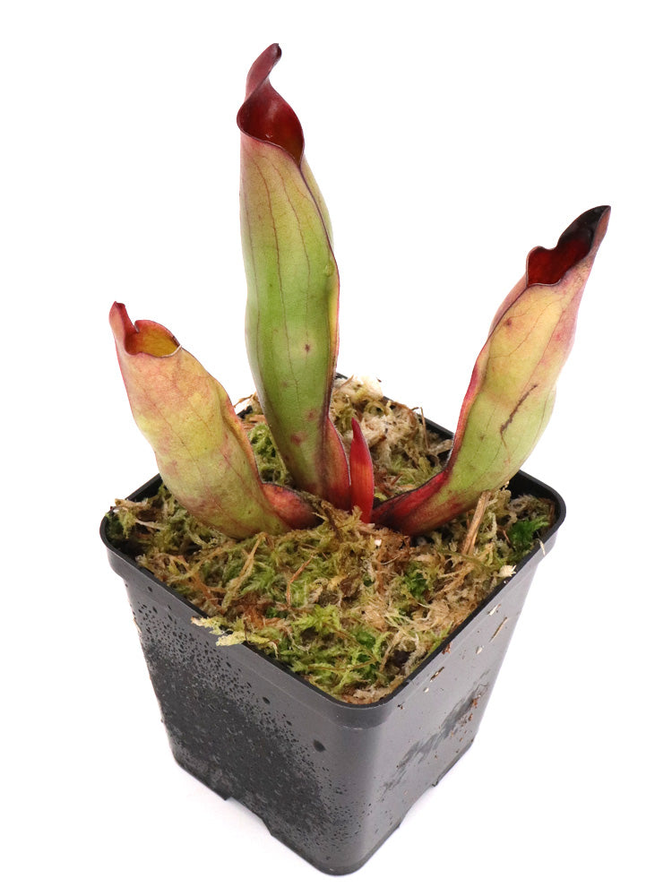 Heliamphora sarracenioides   Ptari Tepui, Venezuela