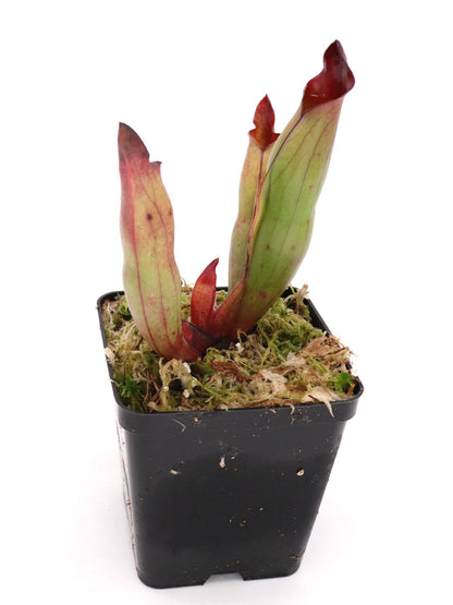 Heliamphora sarracenioides   Ptari Tepui, Venezuela