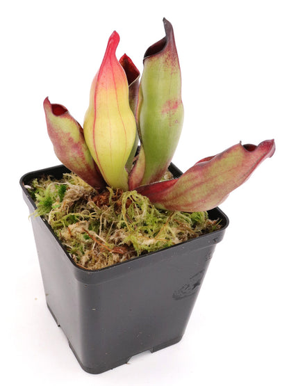 Heliamphora sarracenioides   Ptari Tepui, Venezuela