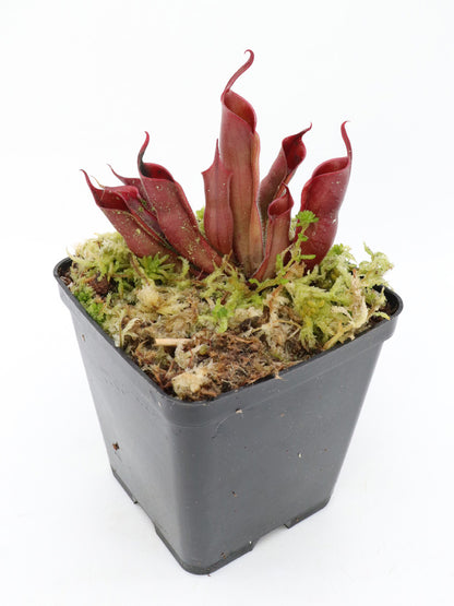 Heliamphora sarracenioides x minor "Burgundy Black"