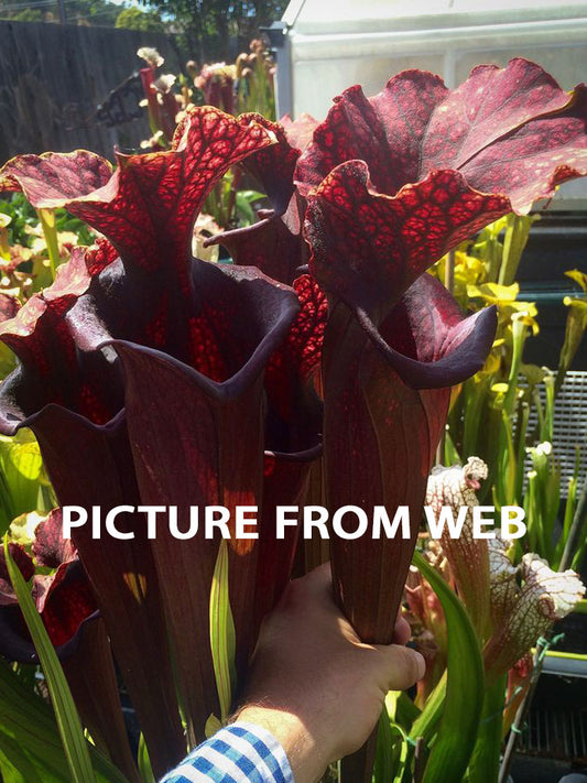 AUCTION 8: Sarracenia 'Saurus' Large Size