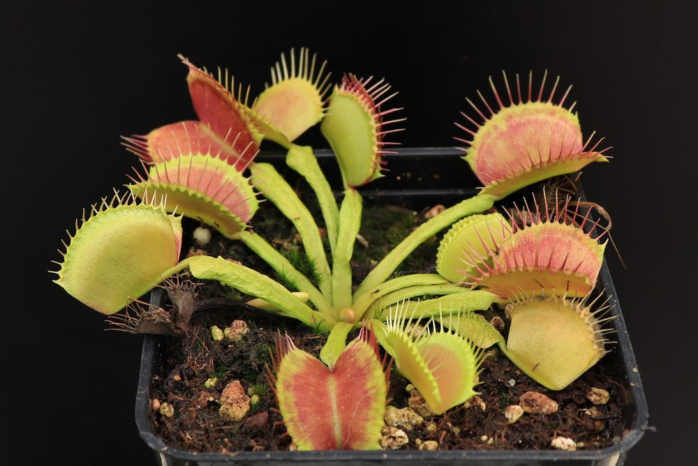 Dionaea muscipula "Schuppenstiel I"