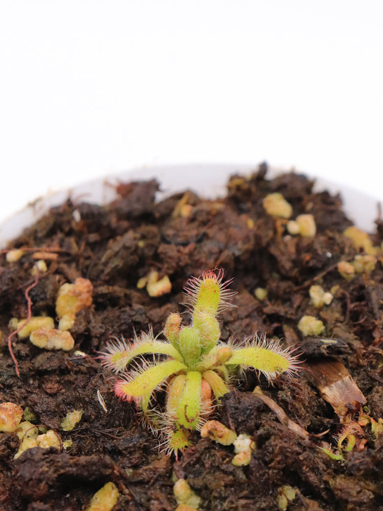 Drosera montana var. schwackei Diamantina, Minas Gerais, Brazil