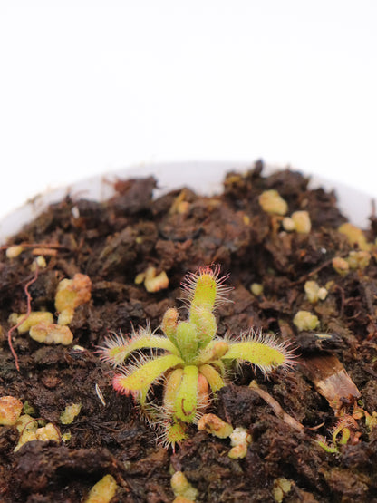 Drosera montana var. schwackei Diamantina, Minas Gerais, Brazil