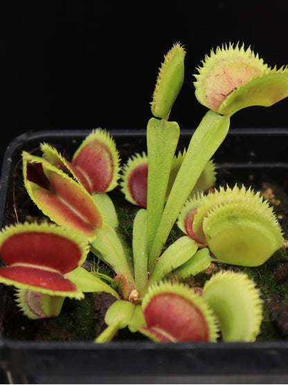 Dionaea muscipula "Sder" D.Svarc