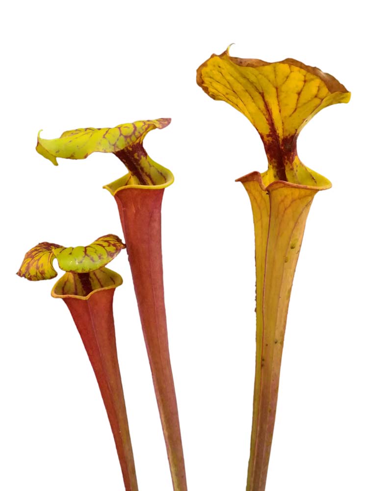 Sarracenia flava var. rubricorpora  SFRB12 AC