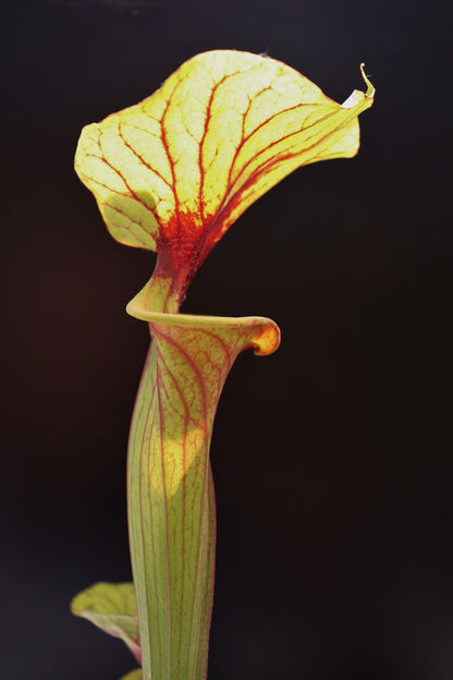 Sarracenia flava var. rubricorpora SFRB15 AC