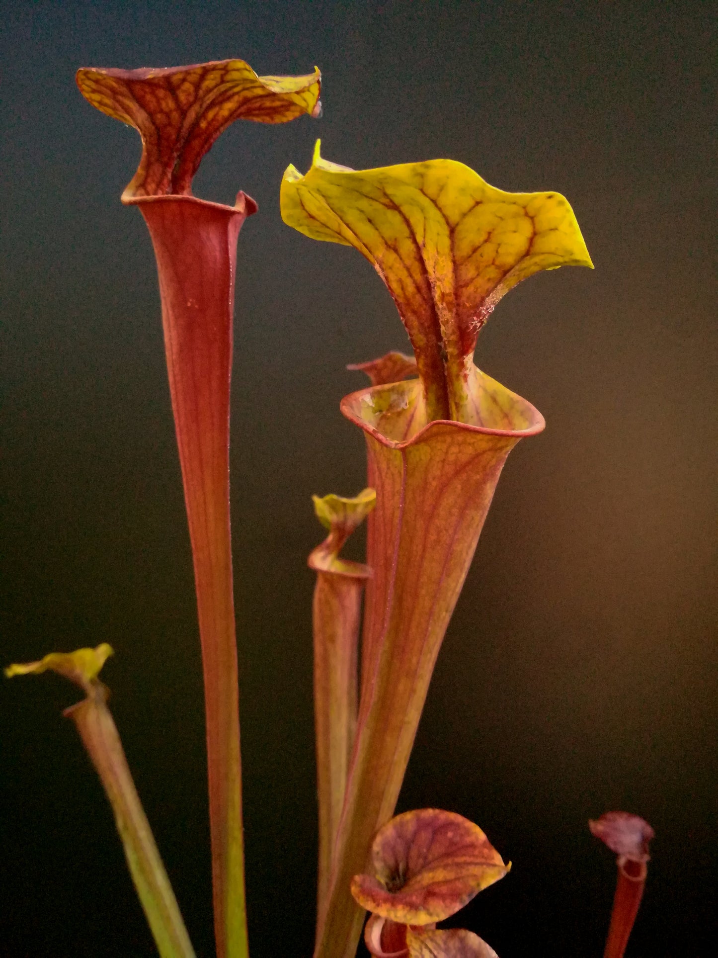 Sarracenia flava var. rubricorpora SFX12 AC