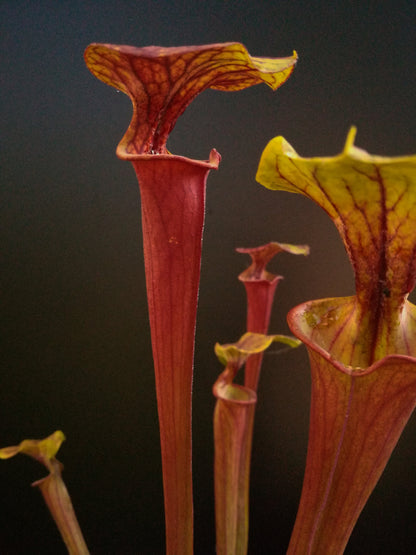 Sarracenia flava var. rubricorpora  SFX12 AC