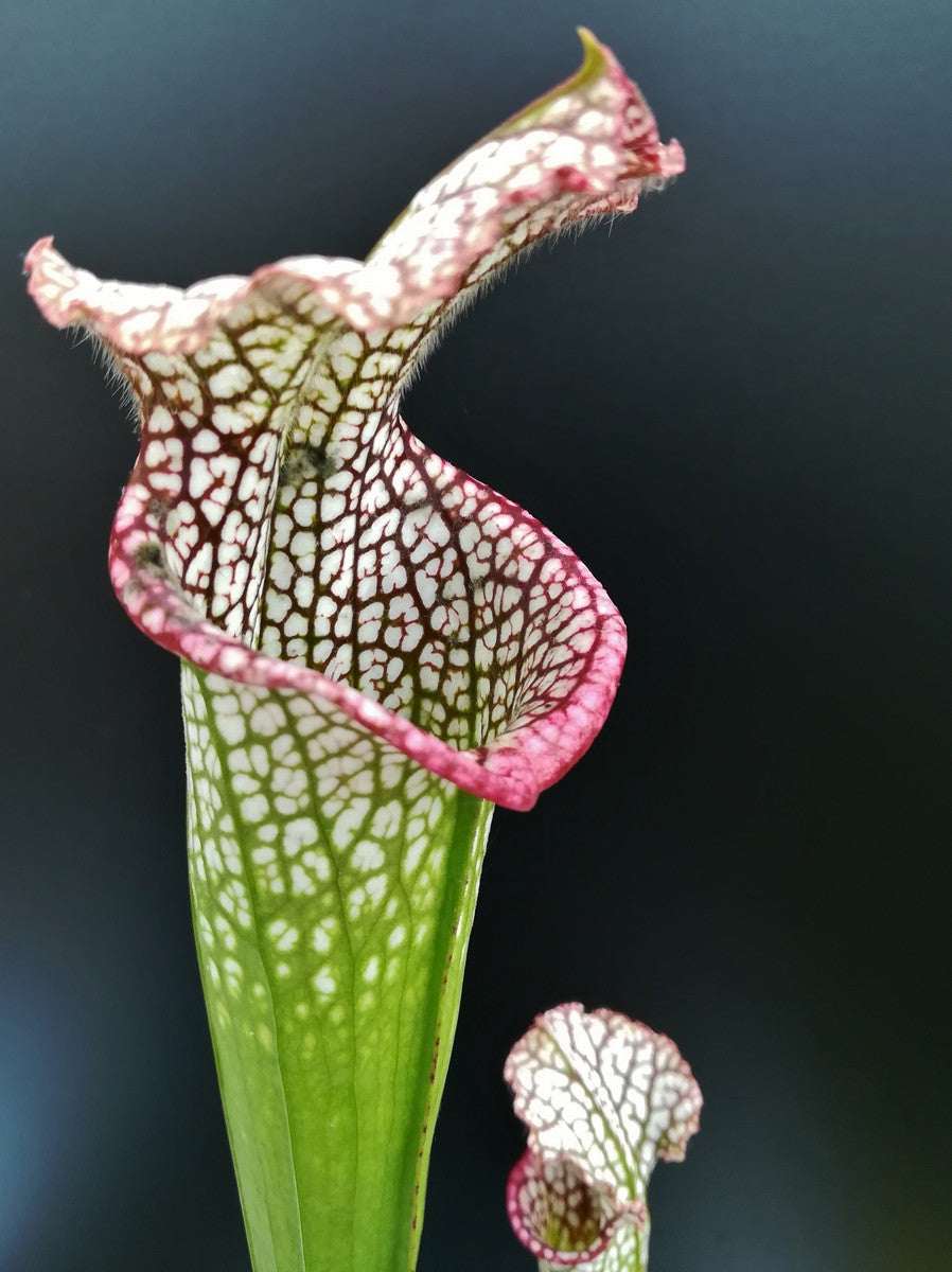 Sarracenia leucophylla SL19 OP Yuri