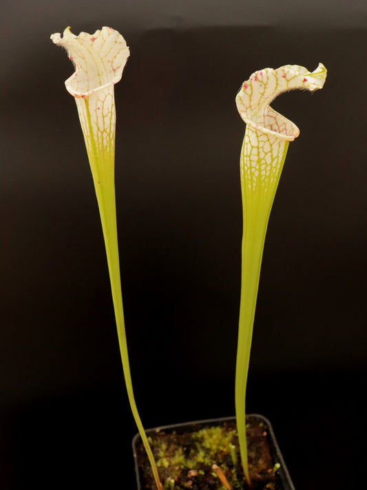 Sarracenia leucophylla var. alba SL30 AC