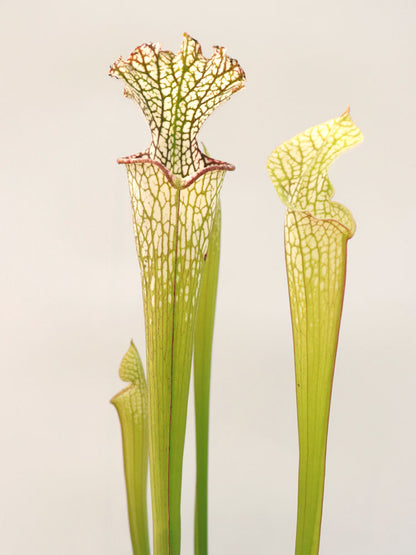 Sarracenia leucophylla SL60 AC