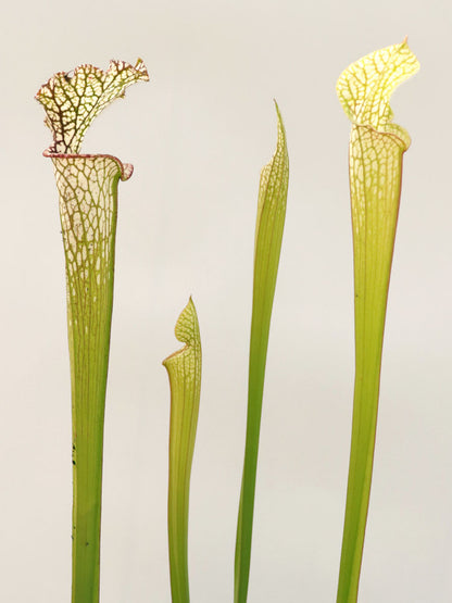 Sarracenia leucophylla SL60 AC