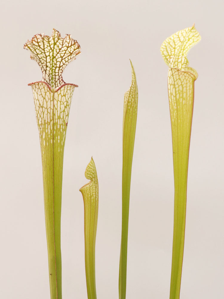 Sarracenia leucophylla SL60 AC