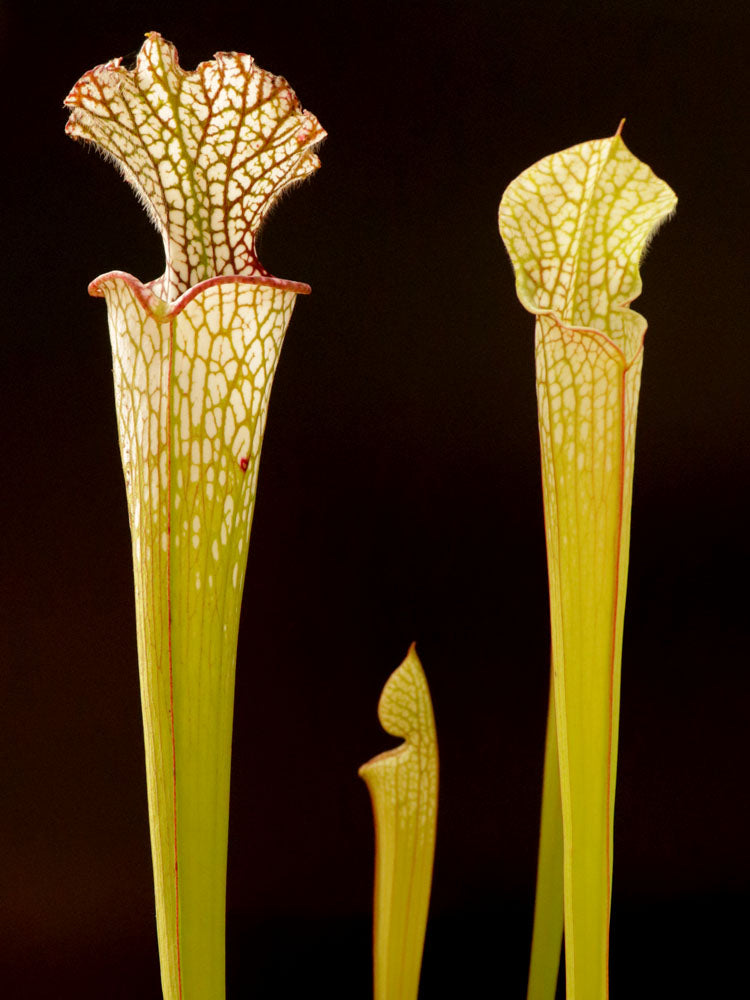 Sarracenia leucophylla SL60 AC