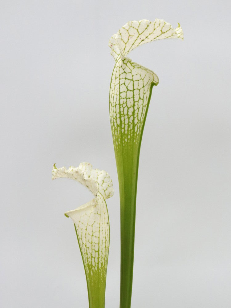 Sarracenia leucophylla var. alba  SL08 Klein