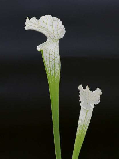 Sarracenia leucophylla var. alba SL08 Klein