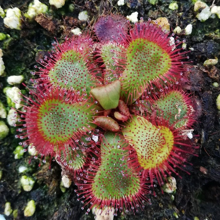 Drosera slackii