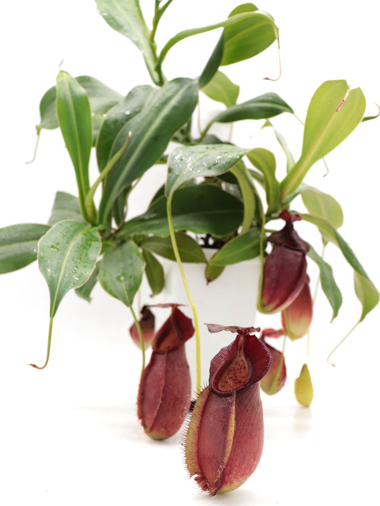 Nepenthes spathulata x gymnamphora