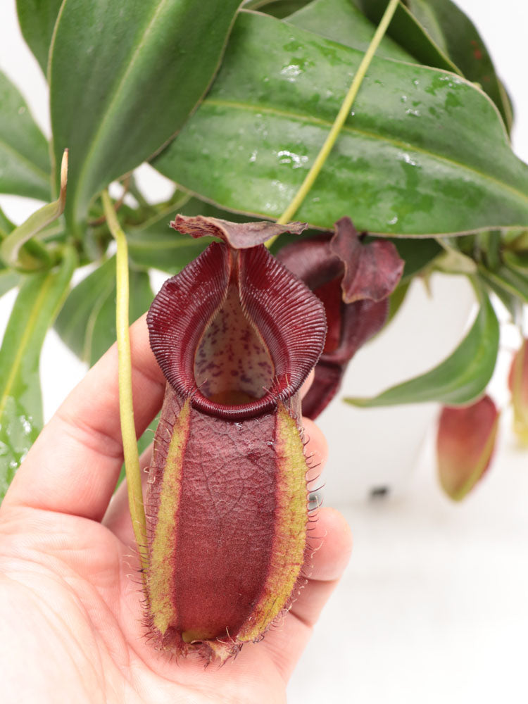 Nepenthes spathulata x gymnamphora