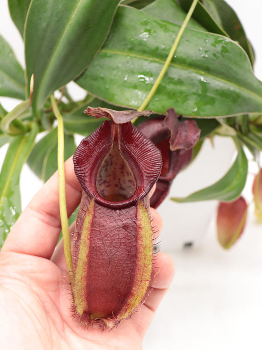 Nepenthes spathulata x gymnamphora