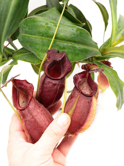 Nepenthes spathulata x gymnamphora