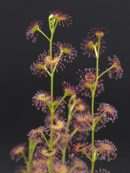 Drosera stolonifera Mattner x stolonifera Dark Green Form